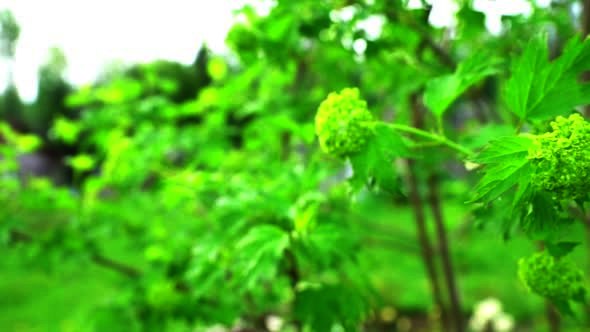 Green Bush Branch on Garden Background