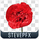 Isolated Poppy Flowers with Alpha Channel - VideoHive Item for Sale
