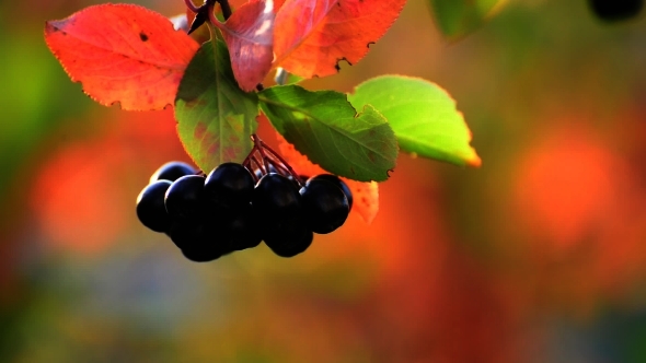 Aronia Autumn On a Sunny Day