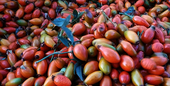 Healthy Rosehip