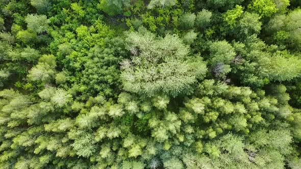 Green Forest Aerial Top View. Mixed Forest, Green Deciduous Trees