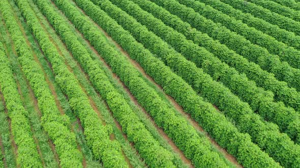 Aerial Footage from a Plantation of Coffee in Minas Gerais Brazil