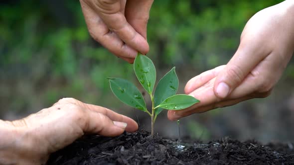 People hands take care of young plant tree sprout.