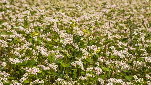 Buckwheat Flowers Closeup