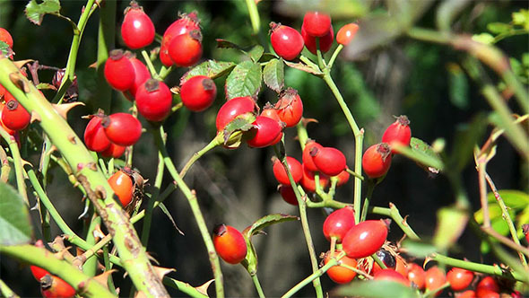 Bush With Red Rosehips
