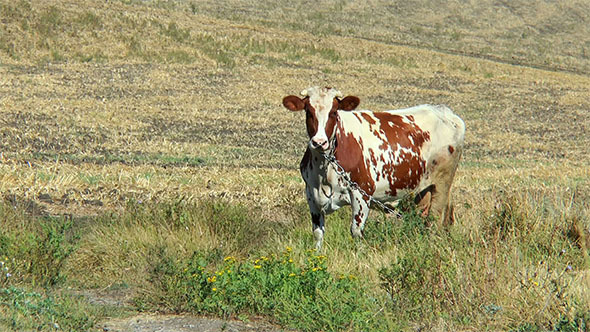 Mottled Cow in a Field on a Chain
