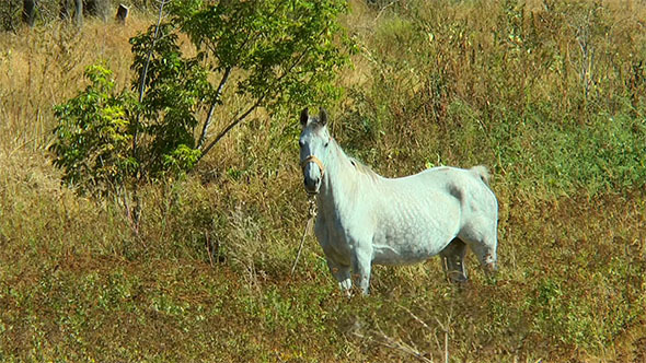 White Horse Tethered in a Dry Grass