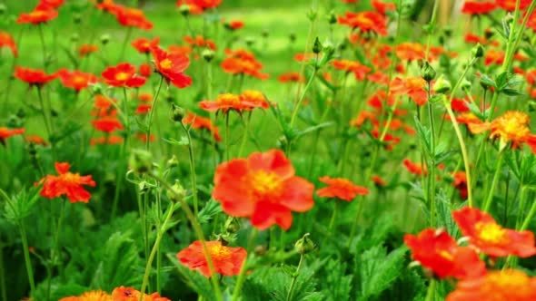 Red Flowers Blooming In The Garden