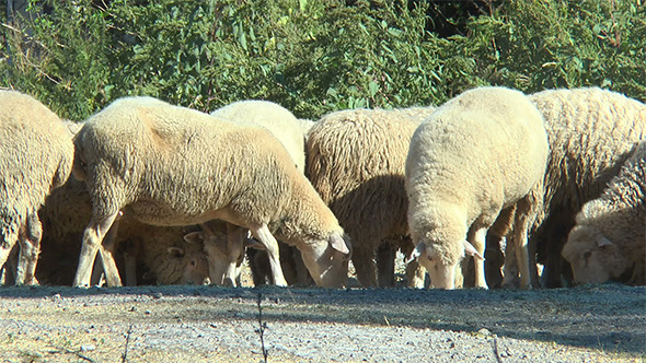 Sheep Gather Food