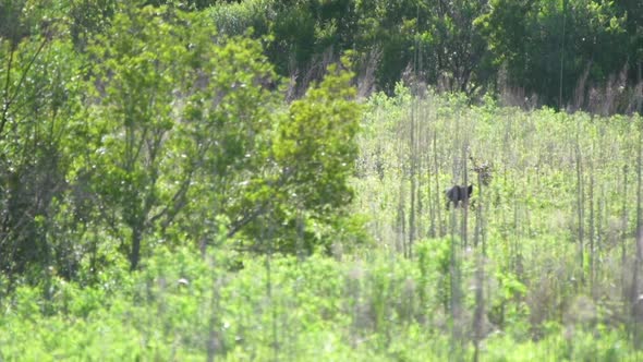 Black bear standing on two legs in a brushy field in Eastern North Carolina