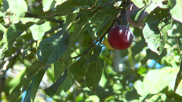 Ripe Plums Are Among Leaves
