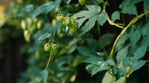Green Hops