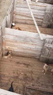 Aerial View of a Shelter for Stray Dogs