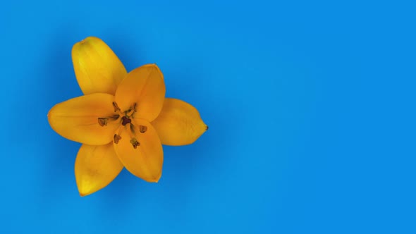 Timelapse Fast 5 Sec Loop of One Orange Lily Flower Blossom