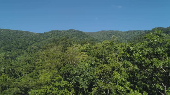 View of Mountain Landscape with Rainforest