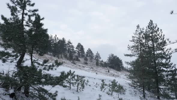 Falling snowflakes  over cone-bearing seed plants  3840X2160 UHD footage - Winter landscape with con