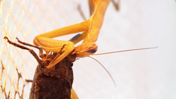 Praying Mantis Is Moving It's Mandibules To Eat Locust's Huge Head