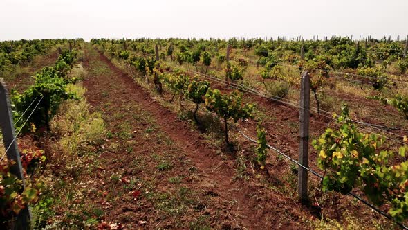 Rows of Grapevines Growing in Rural Countryside