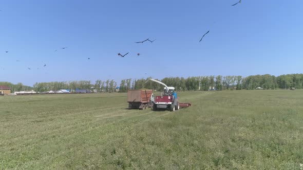 Drone view of Combine harvesting and truck on wheat field. 13