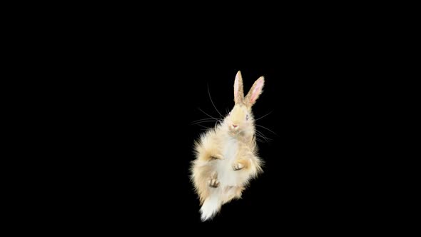 60 Rabbit Jump Over HD