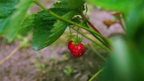 Man Picks Strawberries