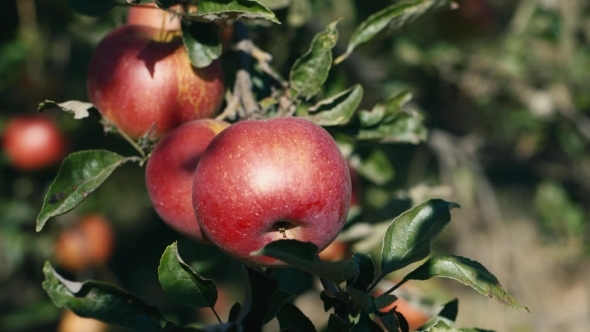 Red Juicy Apples Grow On Trees