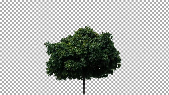 Real Tree Isolated on the Wind 9
