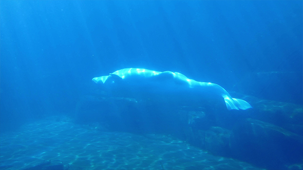 Dolphin Swims Past In Deep Blue Water