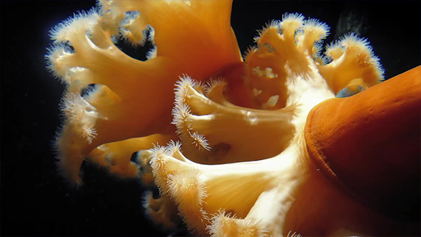 Large Orange Anemone Deep In The Ocean