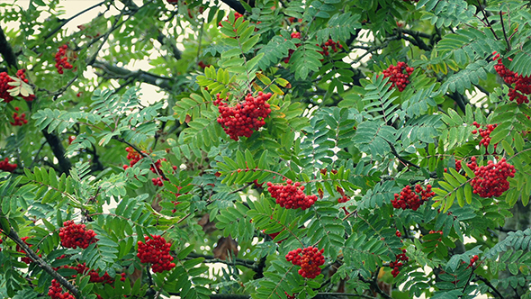 Berry Bunches On Tree In The Wind