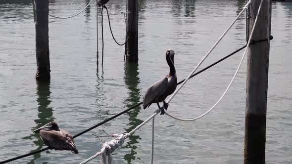 Motion Footage Of Pelicans On Ropes By The Docks