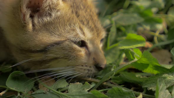 Small cat resting in the grass 4K 2160P UltraHD footage - Cat  relaxing outddor in natural environme
