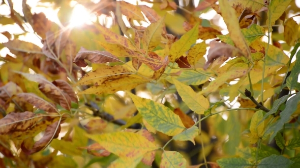  Sun's Rays Are Punched Through The Autumn Leaves