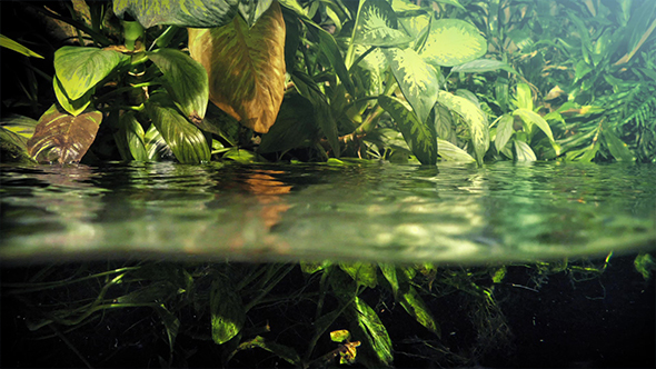 Exotic Plants Above And Below Waterline