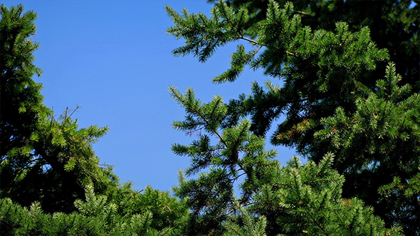 Pine Tree In Breeze On Sunny Day