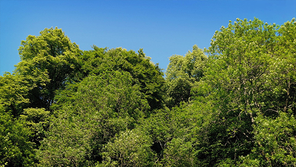 Large Trees On Nice Summer Day