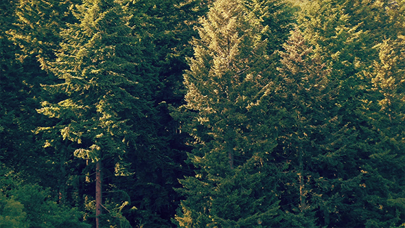 Forest With Insects And Pollen In Evening