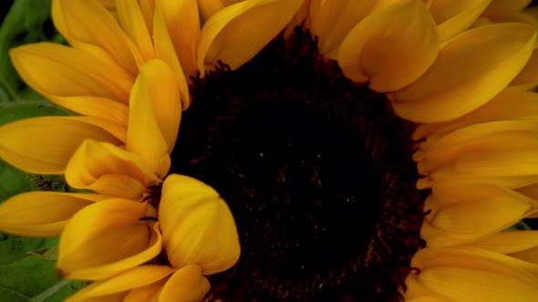 Rotating Footage of Sunflowers