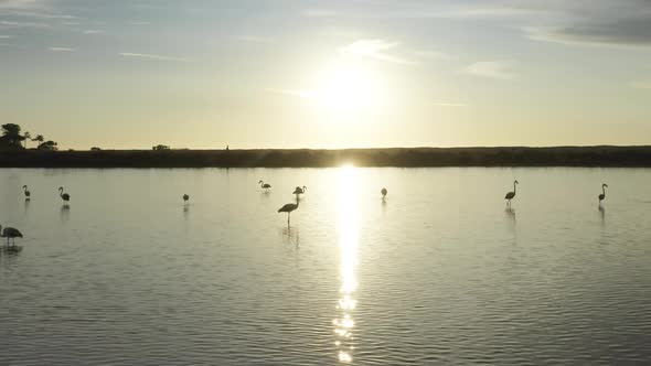 Silhouettes of Flamingos Standing on Quinta Do Lago Algarve Portugal