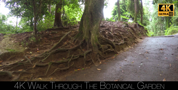 Walk Through The Botanical Garden 2
