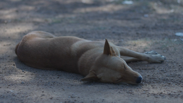 Brown Dog Sleep