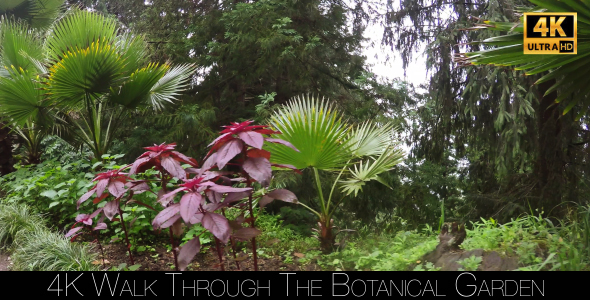Walk Through The Botanical Garden 7