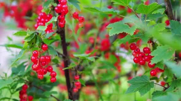 Redcurrant Berries