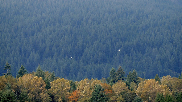 Birds Fly Over Colorful Tree Range In The Fall