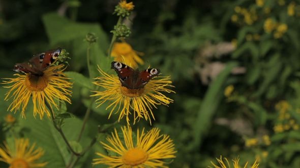 Two Peacock Butterflies