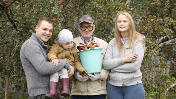 Family Out Collecting Apples In The Orchard