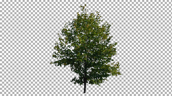Real Tree Isolated on the Wind 19