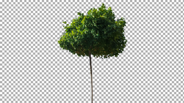Real Tree Isolated on the Wind 20
