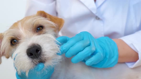 The groomer pinches the dead hair on the dog's face with his fingers