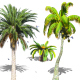 Palms Collection  - VideoHive Item for Sale